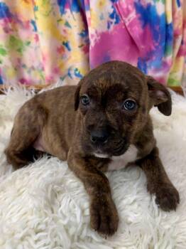 Baby Swiss -  Labrador Retriever and Pit Bull Terrier Dog for Adoption in East Sparta, Ohio - Baby Swiss | PetCurious