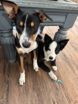 Olivia -  Border Collie Dog for Adoption in Welling, Oklahoma - Olivia | PetCurious