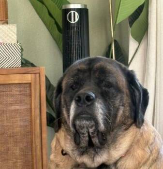 Valkyrie -  Mastiff Dog for Adoption in Edmond, Oklahoma - Valkyrie | PetCurious