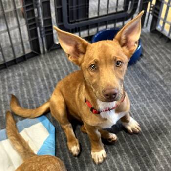 Dopie -  Terrier and Mixed Breed Dog for Adoption in Rossville, Georgia - Dopie | PetCurious