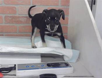 COPPER -  Chihuahua and Mixed Breed Dog for Adoption in Houston, Texas - COPPER | PetCurious