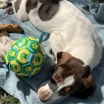 Daffodil -*Available 6/6* Chino Hills Location -  Basset Hound and Mixed Breed Dog Available for Adoption in Chino Hills, California - Daffodil -*Available 6/6* Chino Hills Location | PetCurious