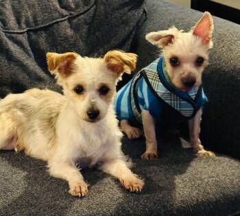 Rescue Morkie Dogs for Adoption in Verona, New Jersey - Chloe And Otis (bonded Pair) | PetCurious