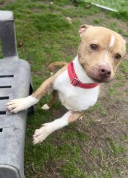 Terrier and Mixed Breed Dogs Available for Adoption - 2580B Slinky | PetCurious