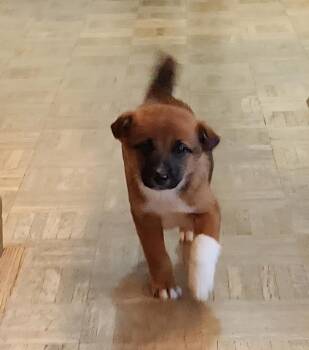 Shepherd Dogs Available for Adoption - Scout | PetCurious