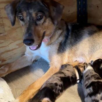 America Freedom -  Australian Shepherd Dog for Adoption in Fort Lauderdale, Florida - America Freedom | PetCurious