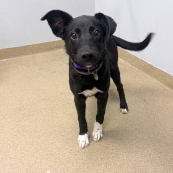 OREO -  Border Collie and Mixed Breed Dog for Adoption in Aurora, Colorado - OREO | PetCurious