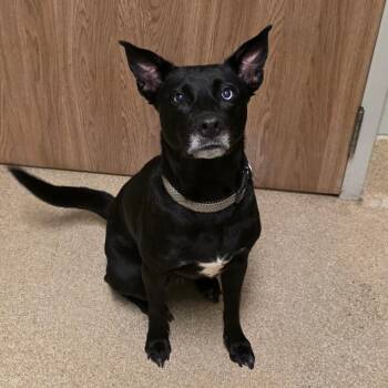 Bella Donna -  Labrador Retriever and Mixed Breed Dog for Adoption in Bristol, Indiana - Bella Donna | PetCurious
