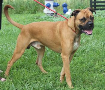 Rescue Boxer Dogs for Adoption in Marietta, Ohio - Blu (Photos 6/20/2025) | PetCurious