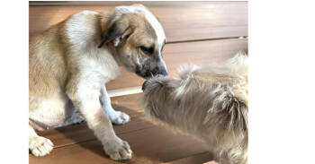 Rescue Jack Russell Terrier and Chihuahua Dogs for Adoption in Dallas, Texas - Lynn (CP) | PetCurious