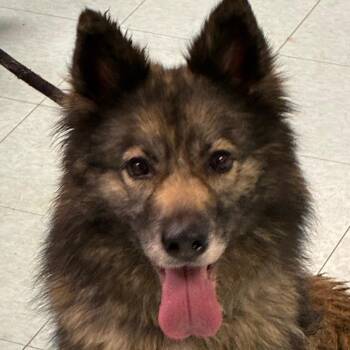 Tanya -  Mixed Breed Dog for Adoption in Philadelphia, Pennsylvania - Tanya | PetCurious