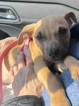 Chihuahua and Terrier Dogs Available for Adoption - Cindy Lu (SC) | PetCurious