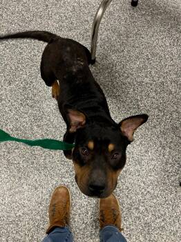 Rescue Pit Bull Terrier and American Bully Dogs for Adoption in Mustang, Oklahoma - Cocoa Bean | PetCurious