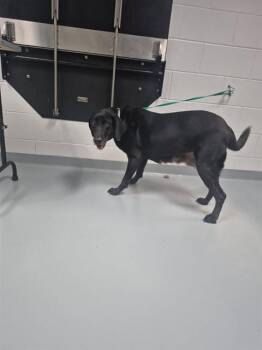FENDI -  Labrador Retriever Dog for Adoption in St. Cloud, Florida - FENDI | PetCurious