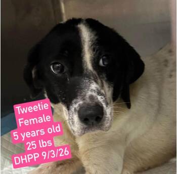 Tweetie -  Mixed Breed Dog for Adoption in Westwood, New Jersey - Tweetie | PetCurious