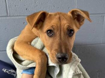 Labrador Retriever and Mixed Breed Dogs Available for Adoption - Mist | PetCurious