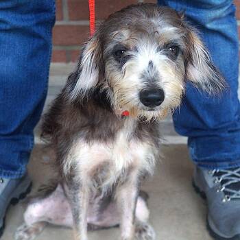 Misty -  Terrier Dog for Adoption in Carrollton, Texas - Misty | PetCurious