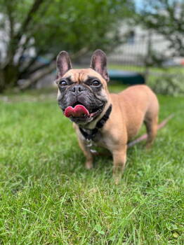 Rescue French Bulldog Dogs for Adoption in Rockaway, New Jersey - Camila NJ | PetCurious