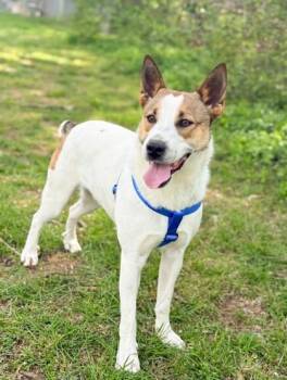 Cattle Dog and Mixed Breed Dogs Available for Adoption in Bowling Green, Kentucky - Rosco | PetCurious