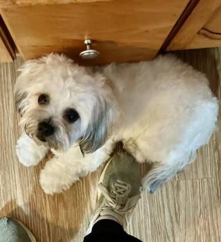 Shih Tzu and Bichon Frise Dogs Available for Adoption in Eden Prairie, Minnesota - PEANUT | PetCurious