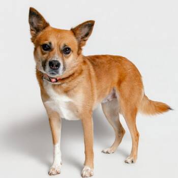 Fruit Cup -  Mixed Breed Dog Available for Adoption in Knoxville, Tennessee - Fruit Cup | PetCurious