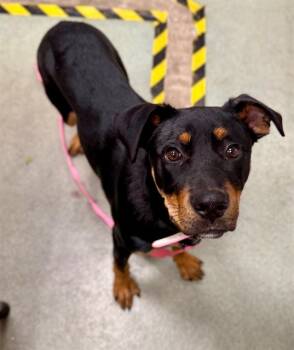 Rescue Rottweiler and Mixed Breed Dogs for Adoption in Boston, Massachusetts - SIENNA | PetCurious