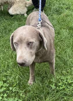 Rescue Chocolate Labrador Retriever Dogs for Adoption in Glenwood City, Wisconsin - Trixie | PetCurious