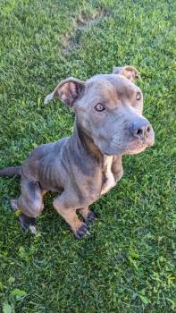 Winnie -  Pit Bull Terrier Dog for Adoption in Tiffin, Ohio - Winnie | PetCurious