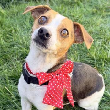 Ymca -  Jack Russell Terrier Dog for Adoption in Walnut Creek, California - Ymca | PetCurious