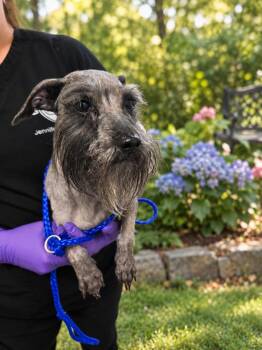 Grace -  Miniature Schnauzer Dog for Adoption in Quail Heights, Florida - Grace | PetCurious