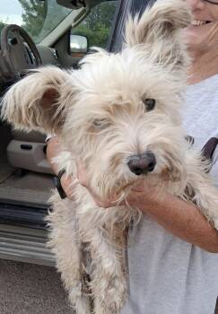 Birch -  Schnauzer Dog for Adoption in Deming, New Mexico - Birch | PetCurious