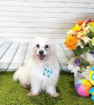 MALBU -  Maltese Dog for Adoption in Castro Valley, California - MALBU | PetCurious