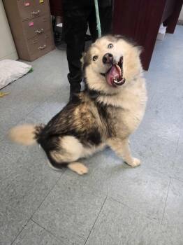 Husky Dogs Available for Adoption - Odie | PetCurious