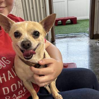 Peanut -  Chihuahua Dog for Adoption in Baker, Louisiana - Peanut | PetCurious