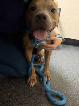 Hercules -  Pit Bull Terrier and Mixed Breed Dog for Adoption in Roseville, California - Hercules | PetCurious
