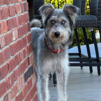Nellie -  Poodle Dog for Adoption in La Grange, Kentucky - Nellie | PetCurious