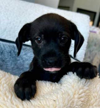 Labrador Retriever and Terrier Dogs Available for Adoption in Cottonwood, Arizona - Gracia | PetCurious