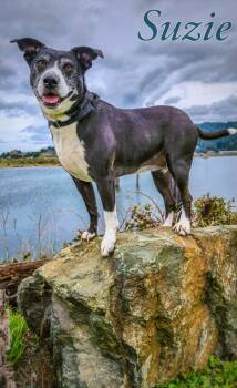 Rescue Affenpinscher Dogs for Adoption in Gold Beach, Oregon - Suzie | PetCurious