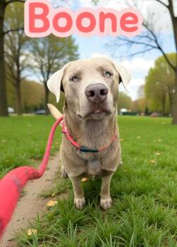 Boone -  Chocolate Labrador Retriever and Husky Dog Available for Adoption in Camden, Tennessee - Boone | PetCurious