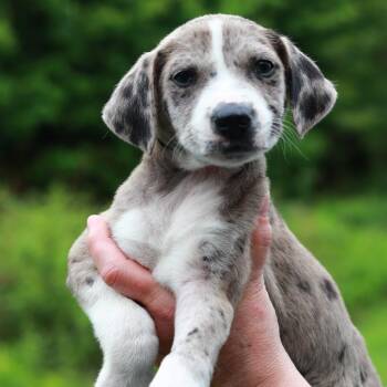 Catahoula Leopard Dog and Mixed Breed Dogs Available for Adoption in Stormville, New York - CT Shiitake Avail May 30 (Ellington, CT) | PetCurious