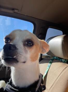 Peppa -  Chihuahua Dog for Adoption in Millcreek, Utah - Peppa | PetCurious