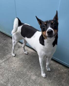 Terrier and Mixed Breed Dogs Available for Adoption - Burrito (Underdog) | PetCurious