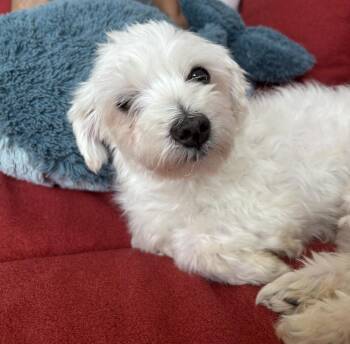 Stitch -  Maltese and Terrier Dog for Adoption in New York, New York - Stitch | PetCurious