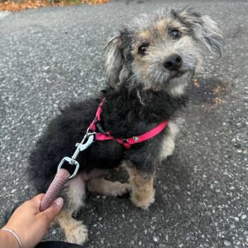 General -  Yorkshire Terrier Dog for Adoption in Newark, New Jersey - General | PetCurious