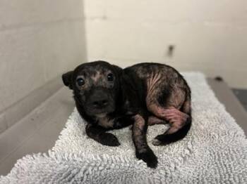 Marlo -  Terrier and Mixed Breed Dog for Adoption in Gainesville, Florida - Marlo | PetCurious