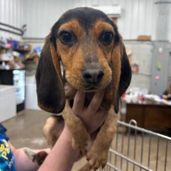 Ann -  Mixed Breed Dog for Adoption in Corbin, Kentucky - Ann | PetCurious