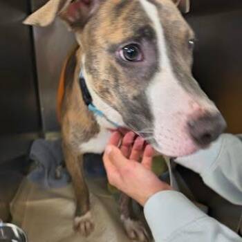 Pit Bull Terrier Dogs Available for Adoption in East St. Louis, Illinois - Rockwell | PetCurious