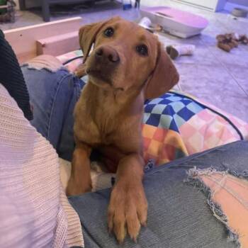 Labrador Retriever Dogs Available for Adoption - Rue | PetCurious