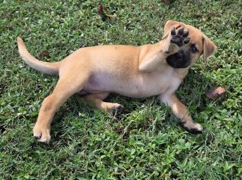 Polly -  Boxer and Rhodesian Ridgeback Dog for Adoption in Holly Springs, North Carolina - Polly | PetCurious