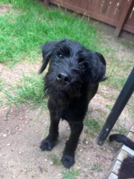 Becca -  Poodle Dog for Adoption in Crystal Lake, Illinois - Becca | PetCurious